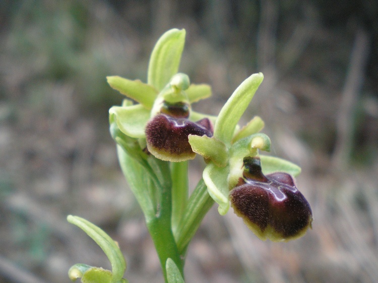 orchidee del perugino